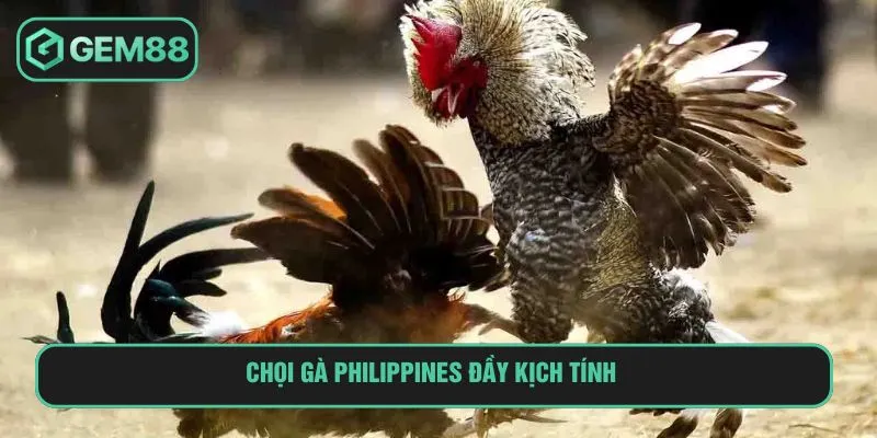 Chọi gà Philippines đầy kịch tính