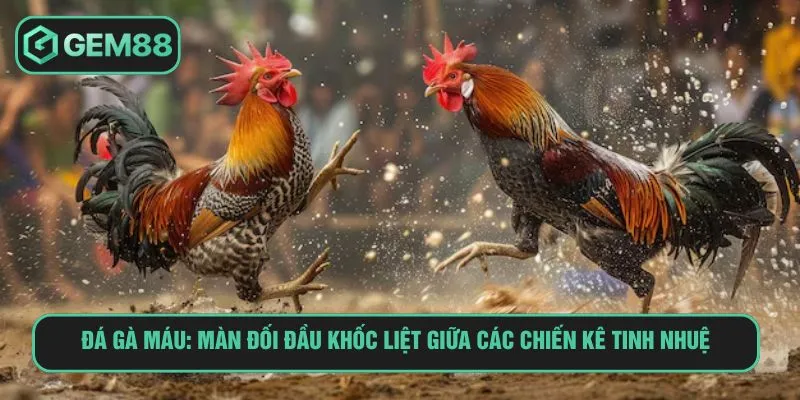 đá gà máu